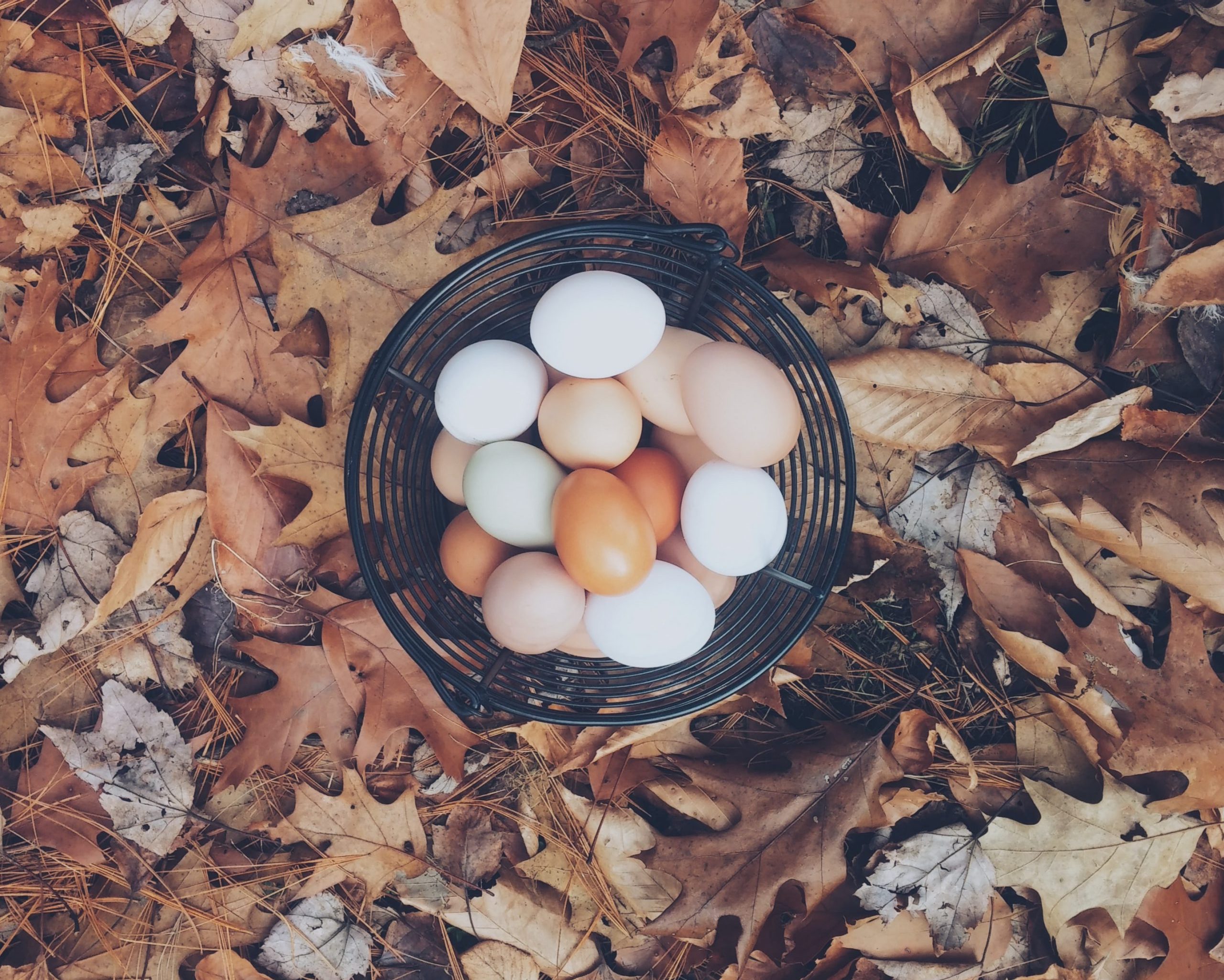 Huevos en cesta y hojas